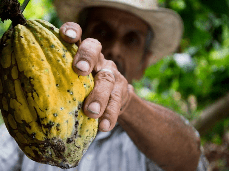 Fairfood case kokosnoot foto